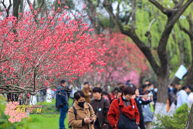 CGTNGlobalBiz's tweet image. China is the hometown of peach trees and peach blossoms are no strangers to the #Chinese community. As this year's Hangzhou Peach Blossom Festival gets underway, a sea of fresh peach blossoms attracts flocks of tourists. #SpringInChina