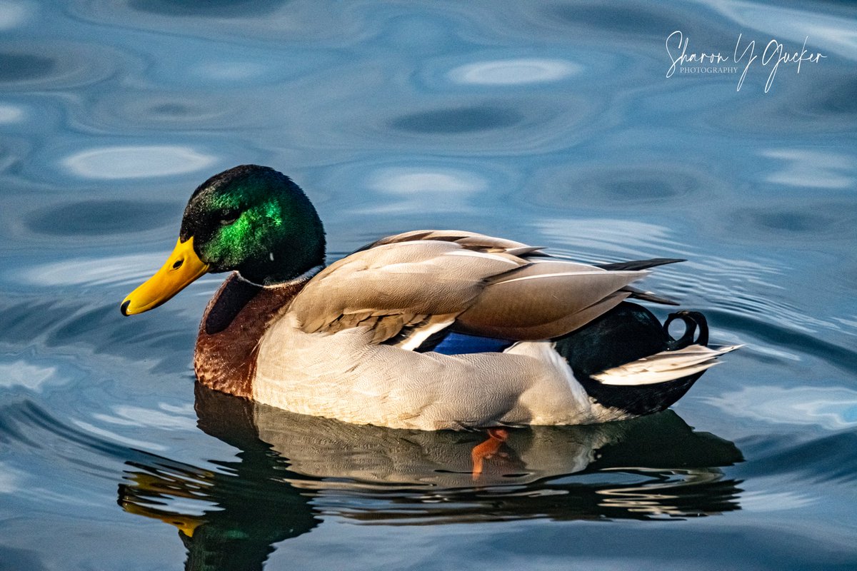 Happy Wildlife Wednesday!
#wildlife #WildlifeWednesday #wildlifephotography #ducks #birdphotography #birdwatching #birds #birding #animals #Nikon #nikonphotography #ThePhotoHour #nikoncreators #TwitterWildlife #TwitterNatureCommunity #naturelovers #nature #animalsinthewild #duck