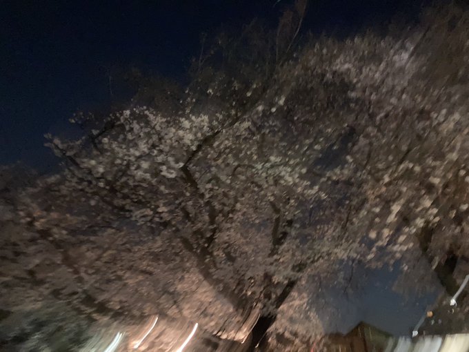 夜桜四重奏意味わからんけど、夜桜 