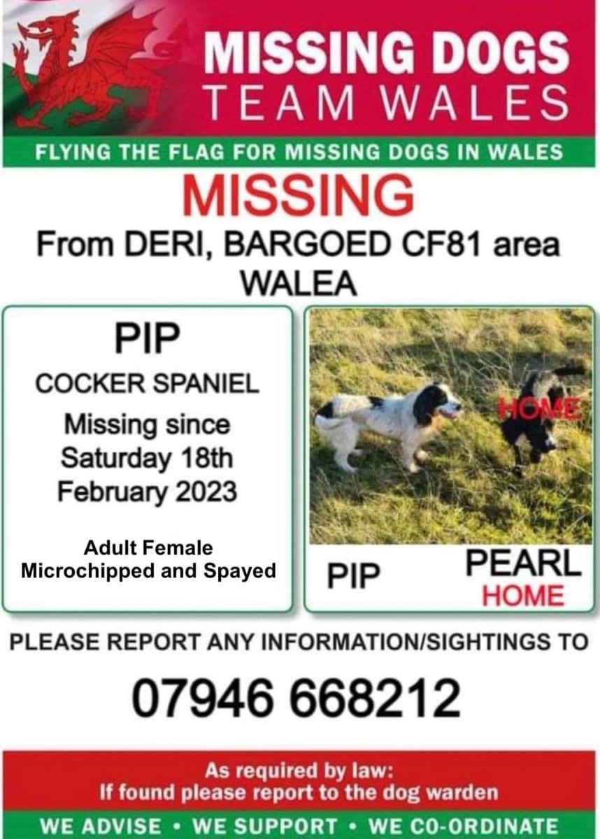 rosieDoc2's tweet photo. #SpanielHour wed 7-8pm ๐ถ
PIP STILL MISSING LAST SEEN ON MAIN ROAD BETWEEN #Deri #Brithdir OR #Bargoed #CF81 #WALES 18/2/23
White&black #CockerSpaniel
CHIPPED / SPAYED
Adult/female
She went off with her friend Pearl who is home safe SO WHERE IS PIP?
https://t.co/gVTWTO9iuQ https://t.co/2jsbfS6dV0