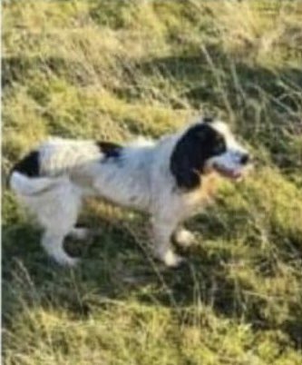 rosieDoc2's tweet photo. #SpanielHour wed 7-8pm ๐ถ
PIP STILL MISSING LAST SEEN ON MAIN ROAD BETWEEN #Deri #Brithdir OR #Bargoed #CF81 #WALES 18/2/23
White&black #CockerSpaniel
CHIPPED / SPAYED
Adult/female
She went off with her friend Pearl who is home safe SO WHERE IS PIP?
https://t.co/gVTWTO9iuQ https://t.co/2jsbfS6dV0