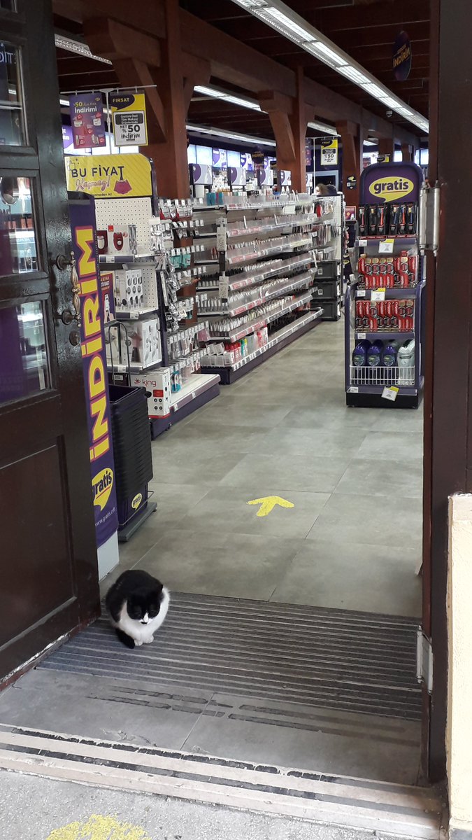 Göz çevresindeki kararmalar için krem almaya gelmiş keddy😿