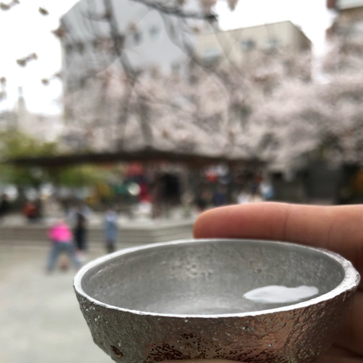 HeartCast_tk's tweet photo. 月の形の錫のお猪口を漆で仕上げたら良い感じになってきたので近所の公園でお花見をしてきました。
と、その時、舞い降りた一枚の花弁が奇跡的にカップイン！
風流です笑 https://t.co/TDe9t0VsZB