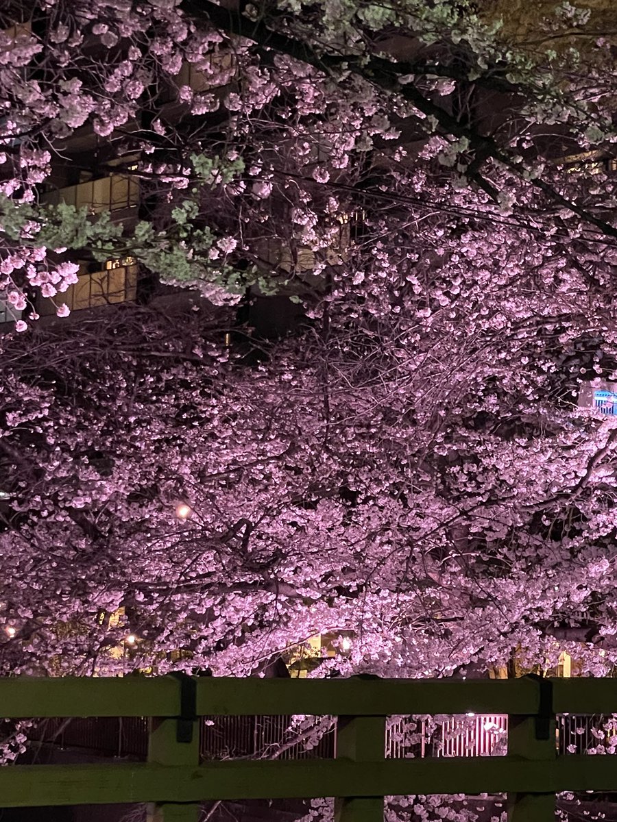 今日は帰ったらゆっくりWBCを一回から見よ。
桜が満開でいい日だ😊
アメリカの監督が今日の勝者は全ての野球ファンだって言ってたけど
悔しさと誇らしさが混じり合ったいいコメントだった
＃花満開