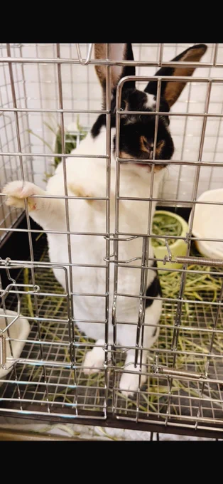 うさぎは肉球ないです🐇🐇🐇毛でふわふわなのよ。 