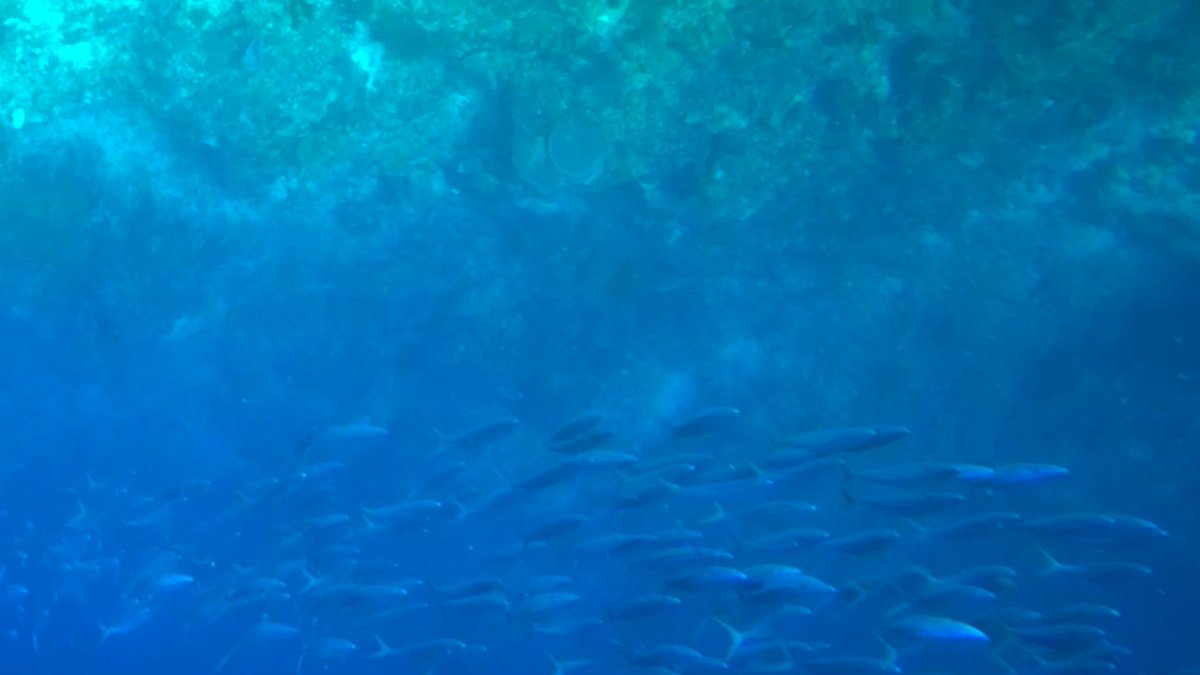 Rainbow Runners swam past me and then turned to follow me as if Im a shark. My friend plucked one out like spearing a cobia off a bullshark.