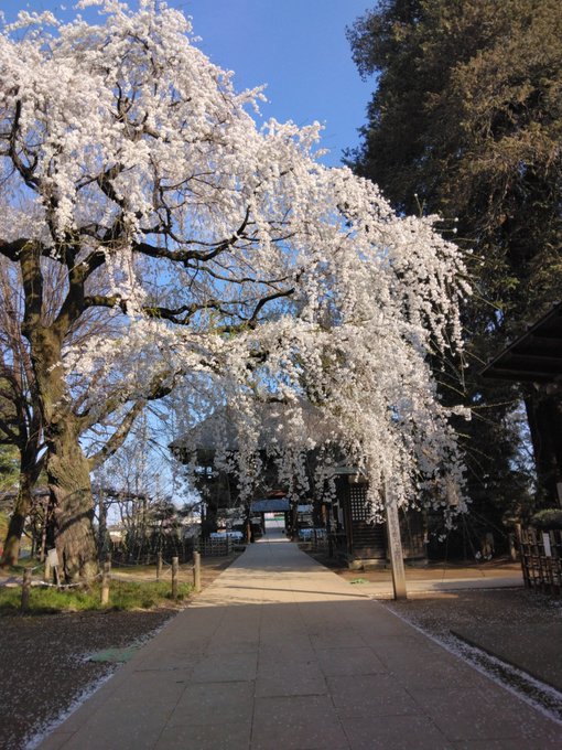 茂林寺のしだれ桜 