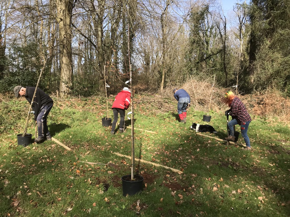 And we’re off! The first of the 18 Fruit Trees at Lords Woods are going in! 🌸🐝 #joininfeelgood ⁦<a href="/TCVBristol/">TCV Bristol</a>⁩ ⁦<a href="/WestofEnglandCA/">West of England Mayoral Combined Authority</a>⁩