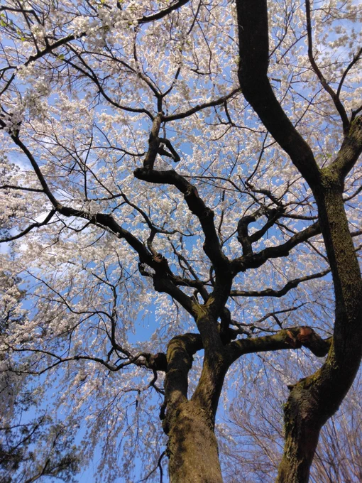 茂林寺のしだれ桜 