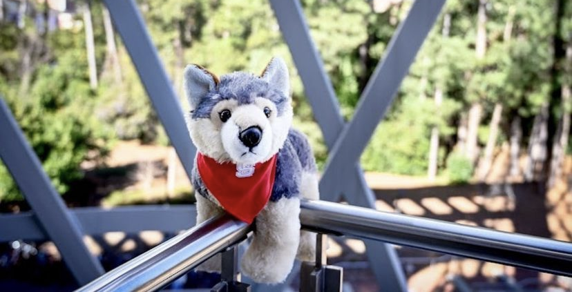 NC State OIED tweet media