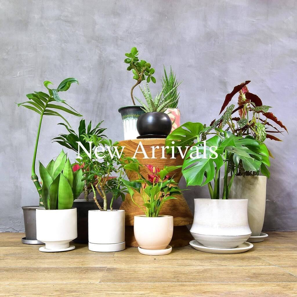 TP_K's tweet photo. オンラインストアに商品アップいたしました！
よろしくお願いいたします。
@targetplantsonline 

#観葉植物 #多肉植物 #植物のある暮らし #targetplants #ターゲットプランツ https://t.co/KLcNkJ1zQy https://t.co/flQaqDL639