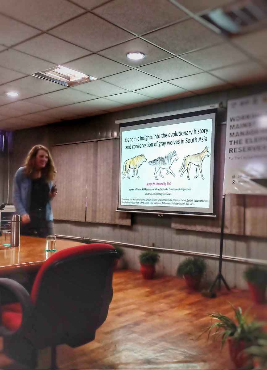 Pallavi Ghaskadbi, PhD 🦊 (@otocolobus) on Twitter photo Cool talk on wolf genomics today at the <a href="/wii_india/">Wildlife Institute of India</a> by <a href="/laurenhennelly1/">Lauren Hennelly</a> ! 🏔️🐺⛰️ 🧬 Cool talk on wolf genomics today at the <a href="/wii_india/">Wildlife Institute of India</a> by <a href="/laurenhennelly1/">Lauren Hennelly</a> ! 🏔️🐺⛰️ 🧬