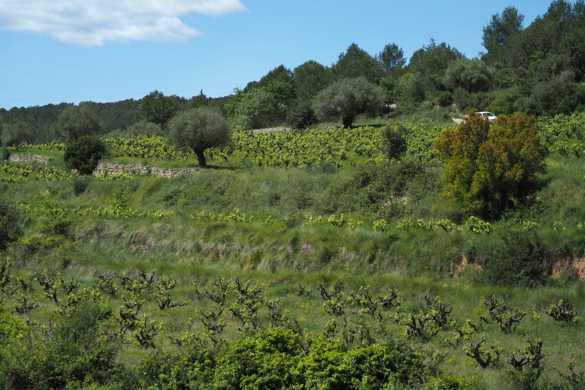 rtroyano's tweet photo. “El món del vi és un camí vital. El que ens passa a nosaltres es transfereix al vi i viceversa. En aquest vi hi ha confiança, fluïdesa, verticalitat. La criança sota terra és la idea de voler penetrar a la part més íntima de la natura” #EntreVinyes #Penedès #vicatalà https://t.co/vA2JUbDaNb