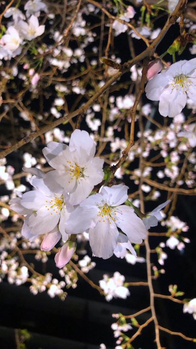 夜桜カルテット 