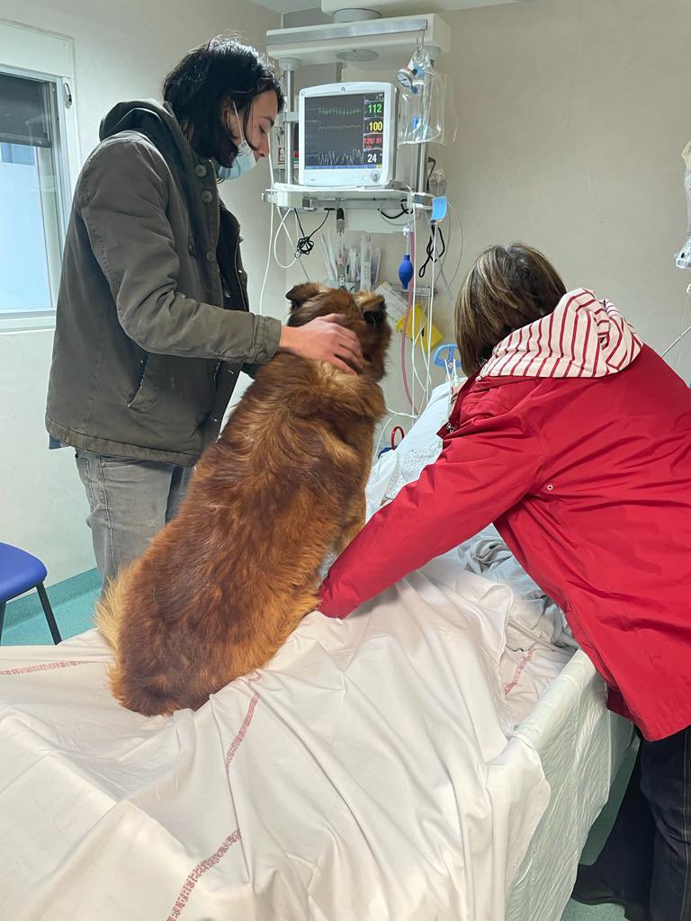 clouzeau_b's tweet image. La réanimation médicale MIR Pellegrin @CHUBordeaux  accueille les animaux de compagnie des patients hospitalisés. Aujourd’hui les retrouvailles d’un maître et de son chien…. Émotion partagée! #mieuxvivrelarea @yannbubien @JeunesSRLF @La_SRLF