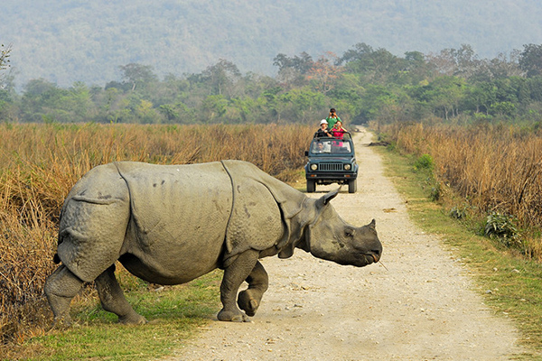 Time to take a #safari tour in #Chitwan National Park at #Sauraha, which is home to many protected wildlife species in Nepal. bit.ly/travelNP

#tours #tour2023 #travel #holiday #vacation #CyberDeals