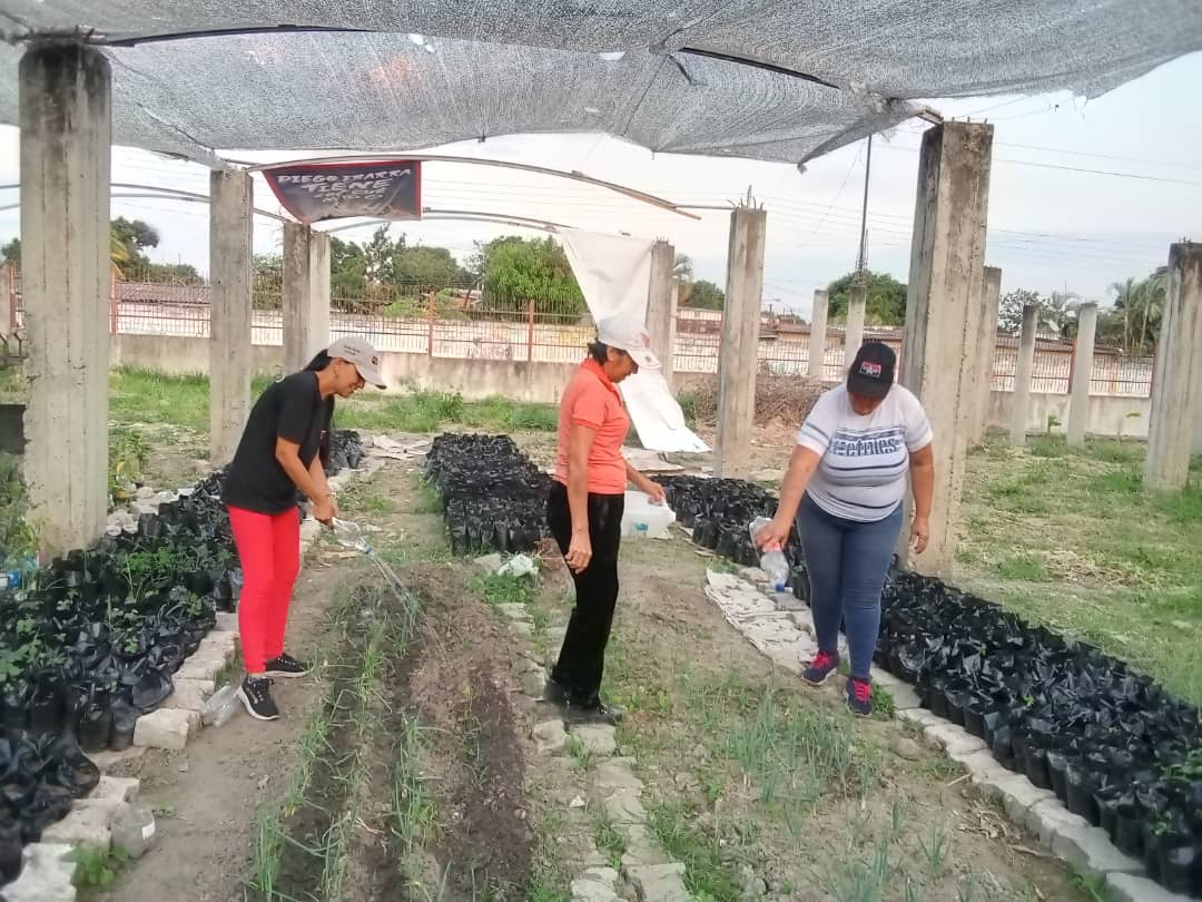 caraboboMRT's tweet photo. Contribuyendo a la diversificación económica de nuestro país, la militancia #Tupamaro del Mcpio @DiegoIbarraMrt, sigue avanzando en la construcción del Vivero municipal #TupaFlorece

Producir, es Vencer 🔴⚫

#CeroToleranciaALaCorrupción
#ComunaYProducción https://t.co/2buJFXr7Zi