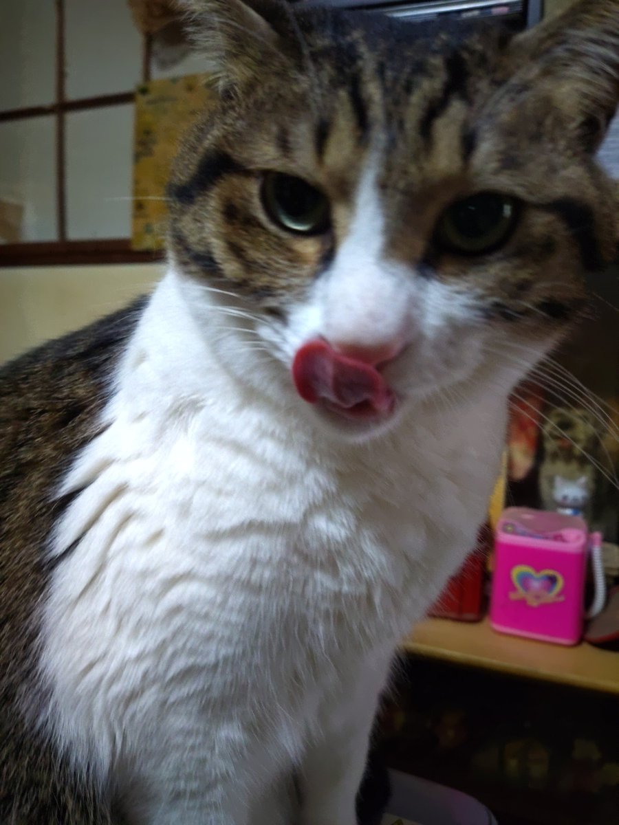 thuke515's tweet photo. @felissimonekobu うちの王子です😺 https://t.co/ekFPjbHg58