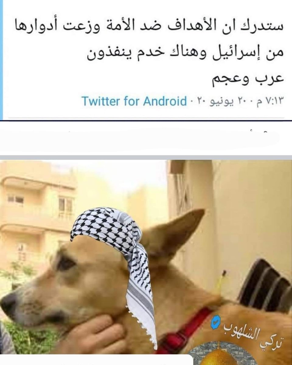md33438205's tweet photo. @TurkiShalhoub اخونجي خبيث يتباكى علي النخيل ولم يتباكى علي الملايين العراقيين الذي قتلهم اسيادهم الامريكان https://t.co/JhDNTiELr5