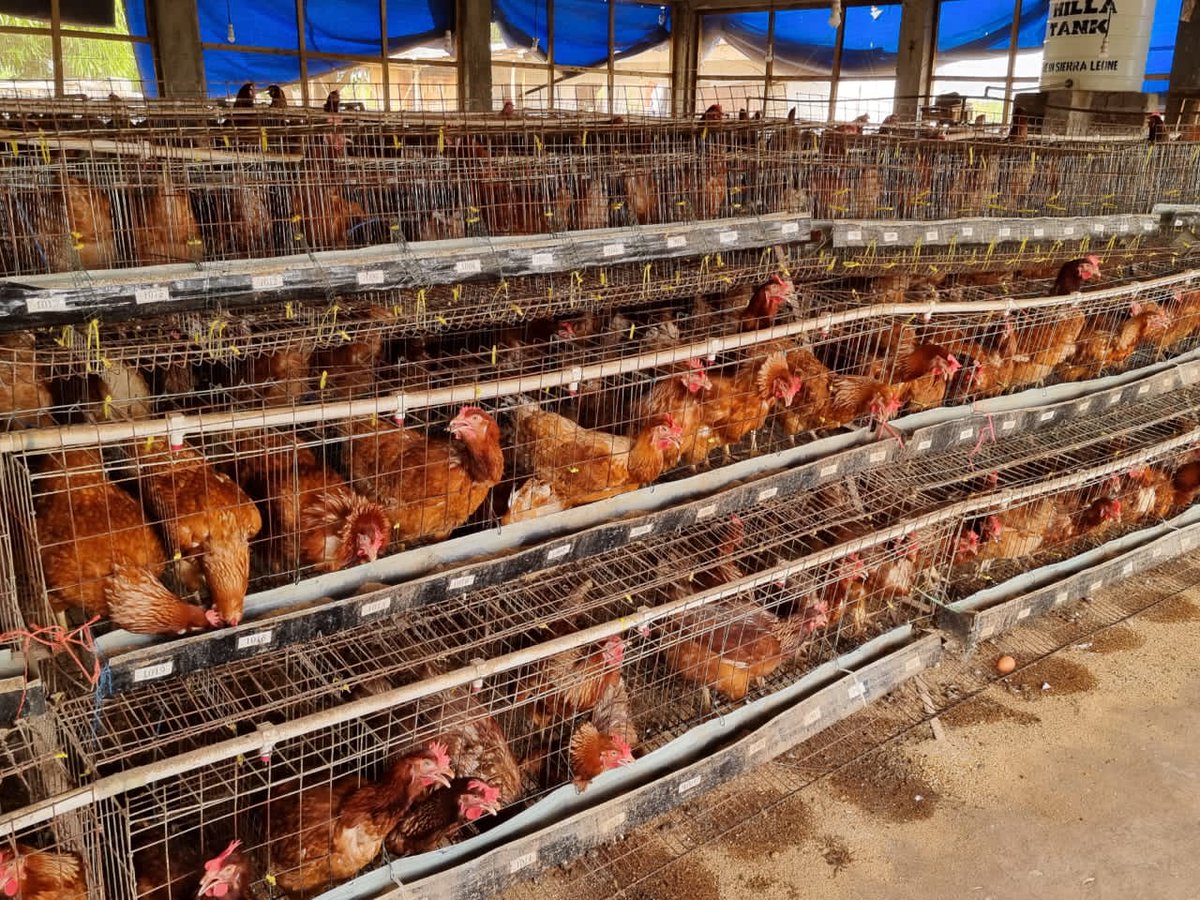 FAO West Africa tweet media