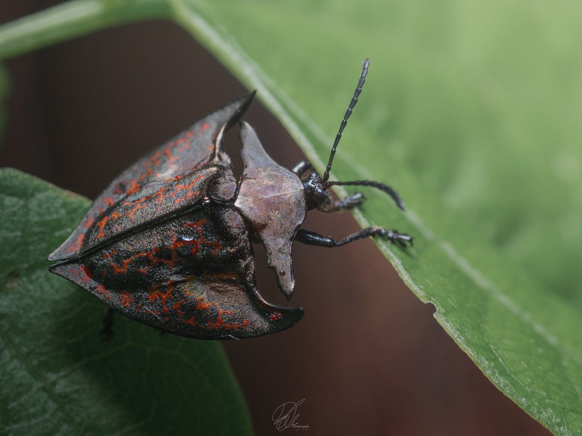 ペルーで撮影したブローチハムシの仲間（Acromis venosa）。 和名は