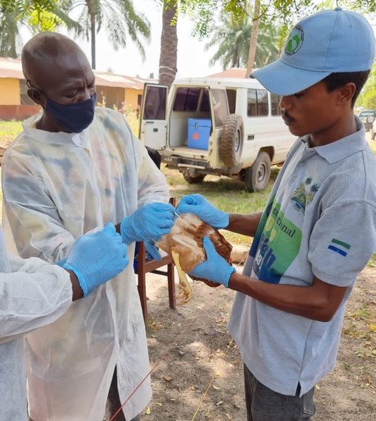 FAO West Africa tweet media