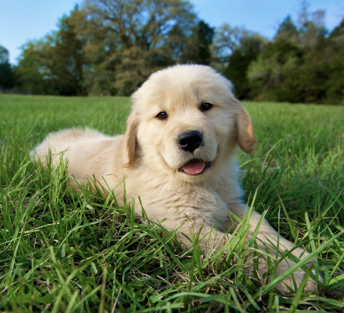 Research suggests... Dog owners live longer than nondog owners. Here's