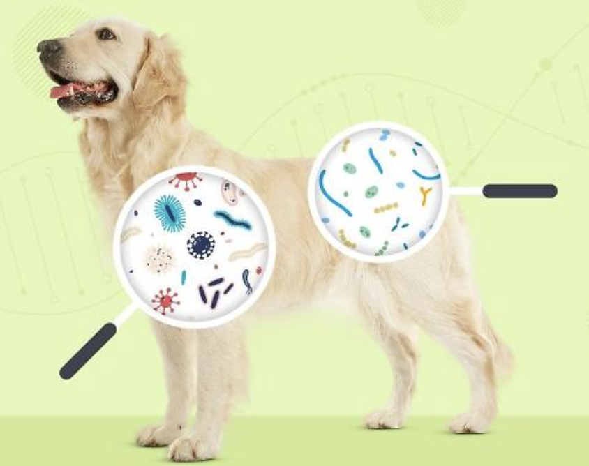 Research suggests... Dog owners live longer than nondog owners. Here's