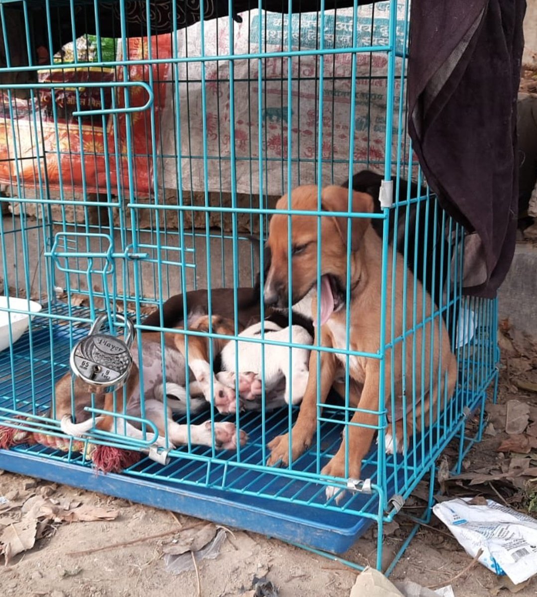 MishraTarusha's tweet photo. Dire consequences of speeding #cars in #neighbourhoods - #Children are locked indoors and #urban / #street #dogs are confined to crates. Let's prioritise #safetyoverspeed and #saferstreets for all

#slowstreet #SafetyForEveryone #AnimalRights @UEcologies https://t.co/jytRGEqXAn