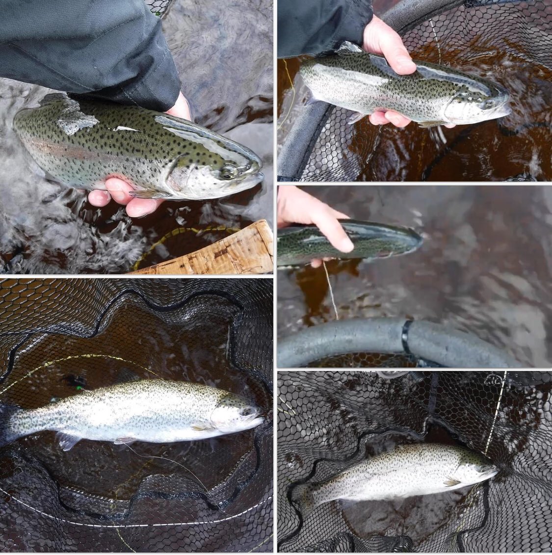FishingHawker's tweet image. A great day out chasing rainbows while waiting for the river level on the Dee to drop🎣 For more on my fishing antics check out my blog  ➡️ hawker-overend.com/fishing-blog/ #flyfishing #rainbowtroutfishing