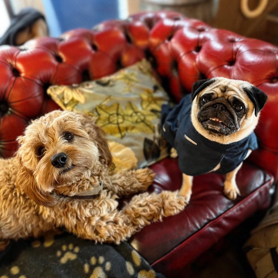 TheWatersideSW6's tweet photo. Maverick and Pixel want you to come say hello. How can you say no to these faces? @YoungsPubs #youngspubs #dogsofyoungs #puppydogeyea https://t.co/InWyzp47iA