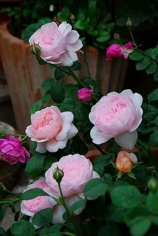 alsamt5340's tweet photo. قتل الورد نفسه حسدا منك
وألقى دماؤه في وجنتيك 
مسا الخير ...⚘ https://t.co/T2QRbwLZ4b