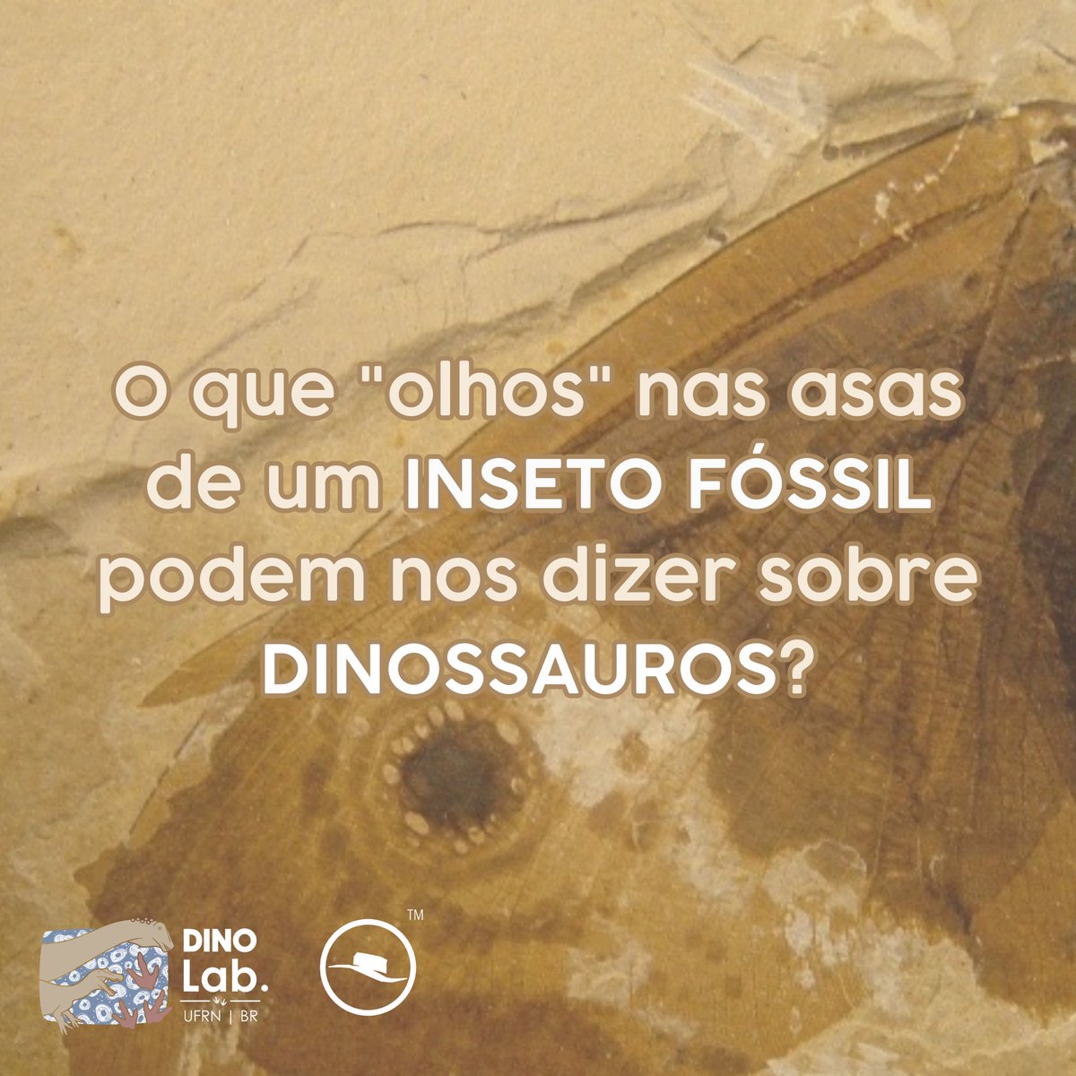 O que os “olhos” nas asas de um inseto fóssil 🦋podem nos dizer sobre dinossauros 🦖?