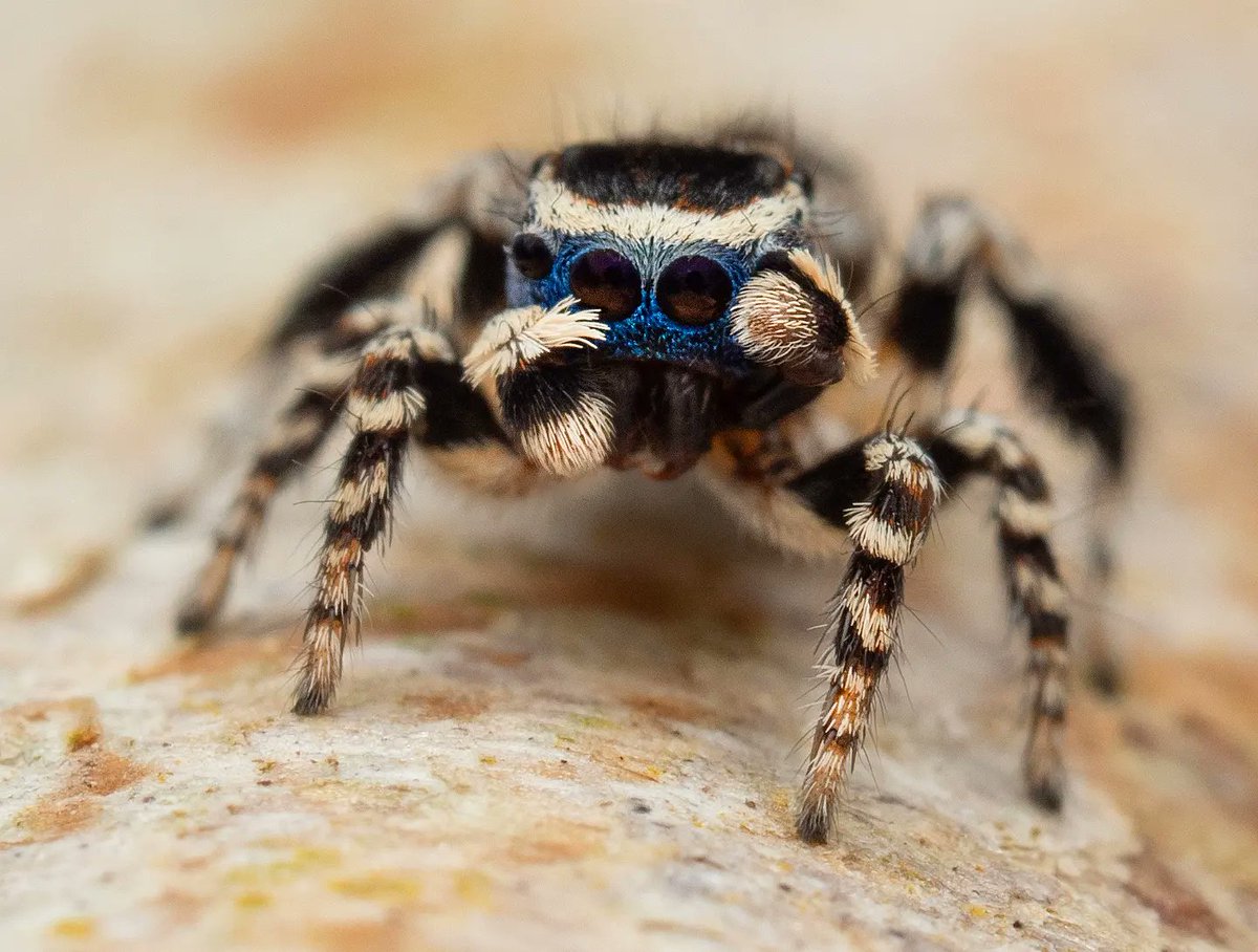 Joseph Schubert 🕷️ tweet media