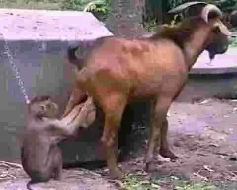 JINGOLOMASTER's tweet photo. Look at what peter obi is doing to APC.who is gonna rescue them from this mess.when you been held from this angle no one can rescue you.i salute Senior man peter obi. https://t.co/uWf29v6tUx