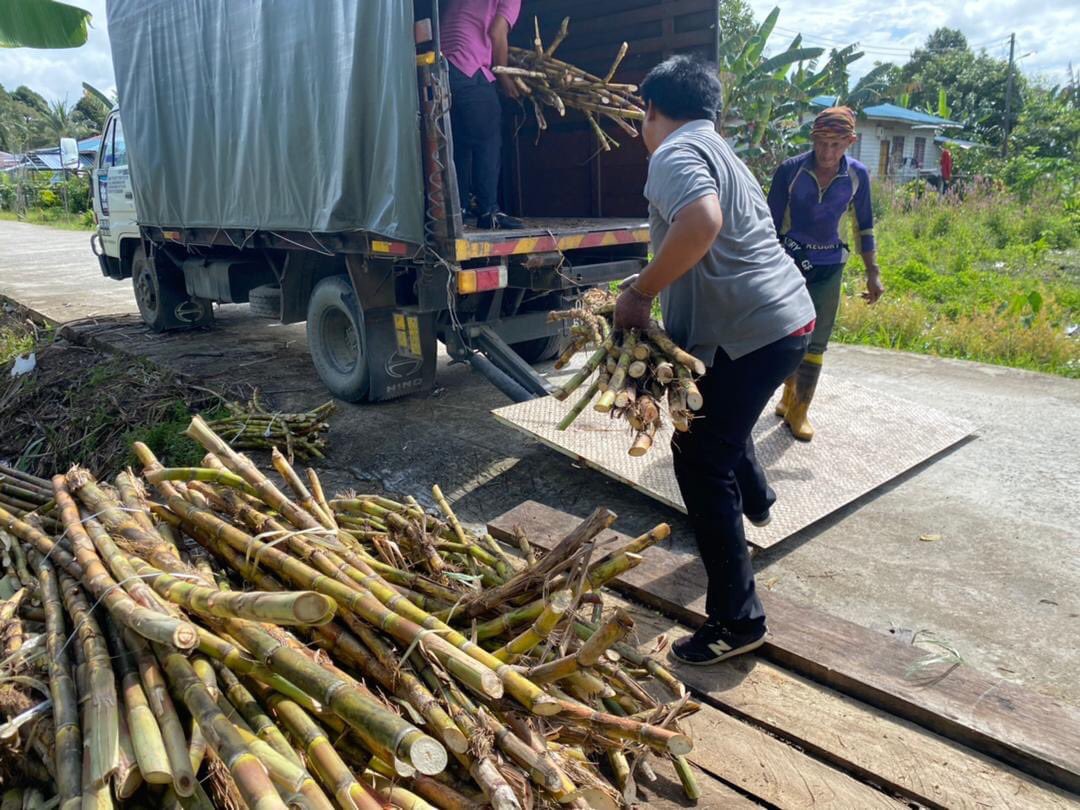 FAMA_Malaysia's tweet photo. 22 Mac 2023 | Rabu | Kampung Perpat, Kabong

Aktiviti Pembelian komoditi tebu di Kampung Perpat, Kabong sebanyak 2,550 kg dan seterusnya dihantar ke pelanggan di Bahagian Sarikei. https://t.co/PQBOdxabEm