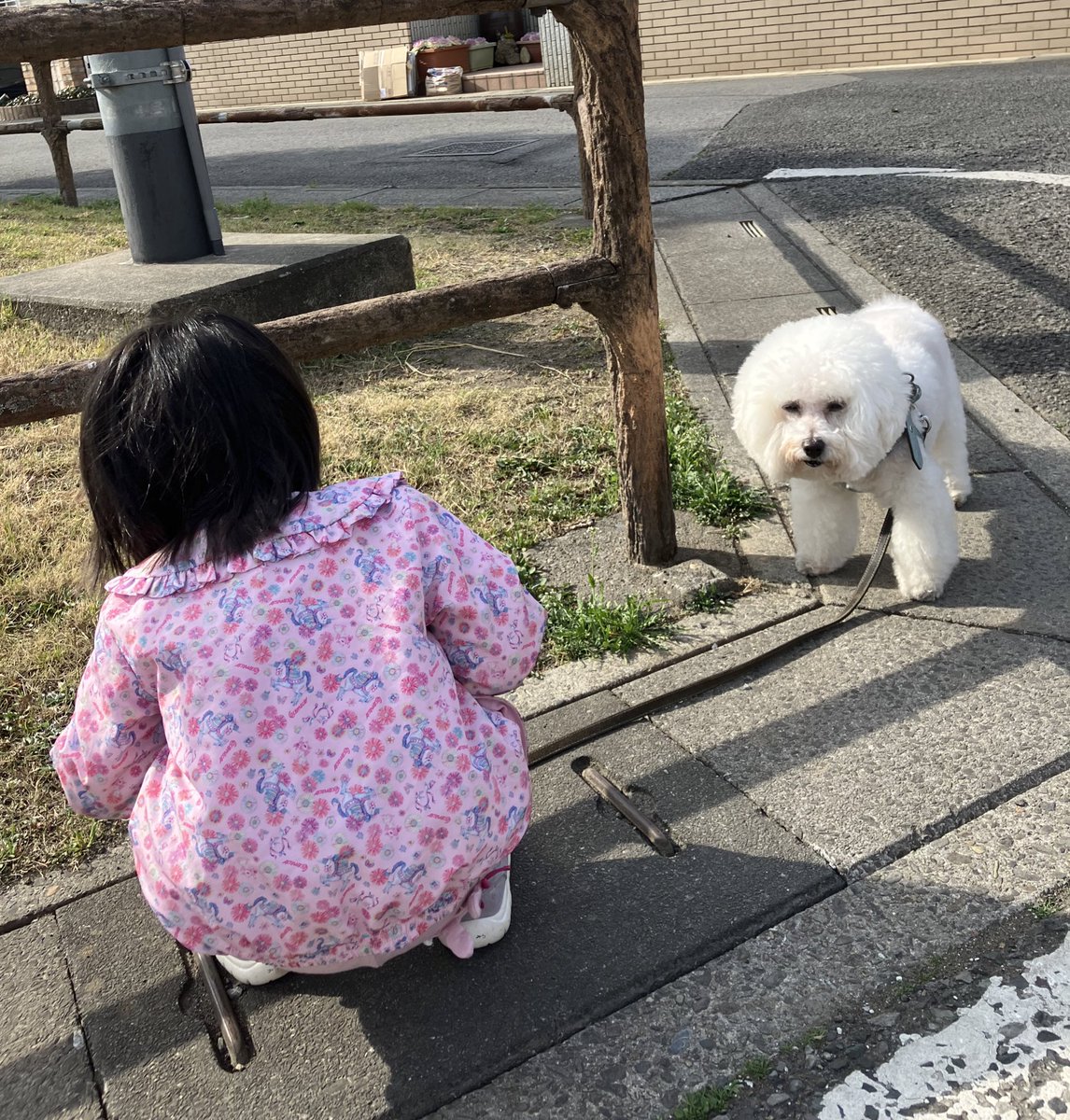 siro_MILKY's tweet photo. ミルキーくん糖尿病が落ち着いてきたので、元気な姿になりました💭
娘とおさんぽ。
体重は7.0kg インスリンは朝8 夜7単位💉 https://t.co/d5gC4Ka2oc