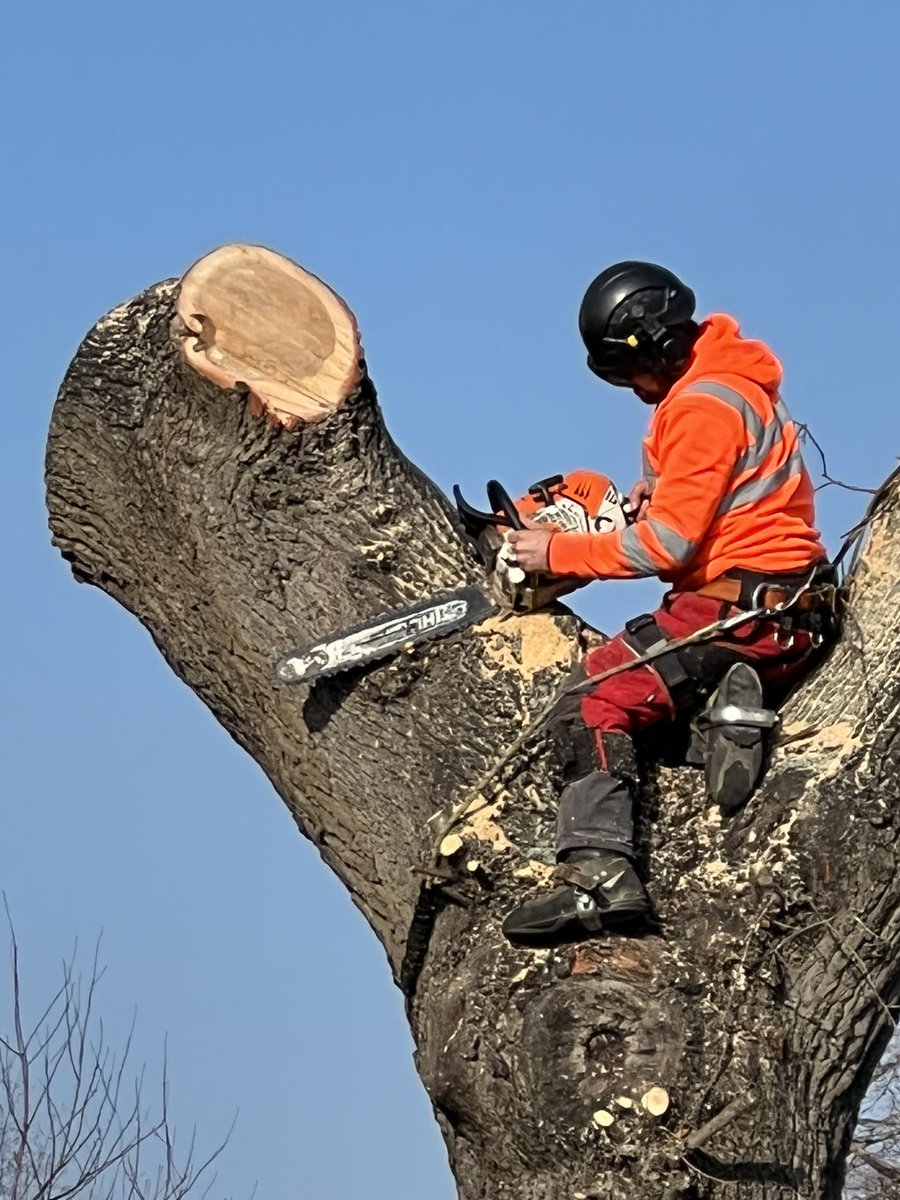 TiCLme's tweet photo. ‘For the benefit of humankind we must destroy this healthy old tree’
#nevertrue https://t.co/2heaqn3uaf