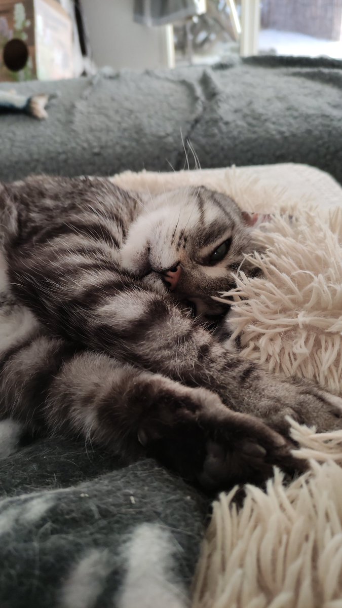 GepettoetOslo's tweet image. C le nostress jouedhuile