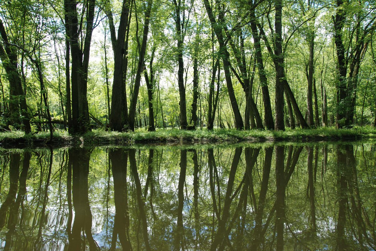 Since 2016, 52 acres of floodplains restored and 1,059 acres of river corridor protected in VT.

On this #WorldWaterDay read about four ways in which we can conserve Vermont's waters to co-create healthier and safer communities.