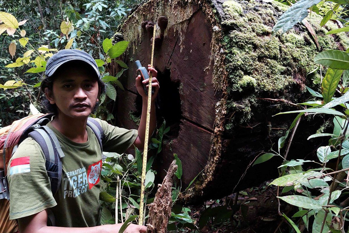 IntTigerProject's tweet photo. Tragic to see huge majestic trees like this one, felled for short-term profit. Our West Sumatra Tiger Team came upon this during a recent patrol.
#InternationalTigerProject #ITP #SaveForest https://t.co/ZKWdnkrtjP