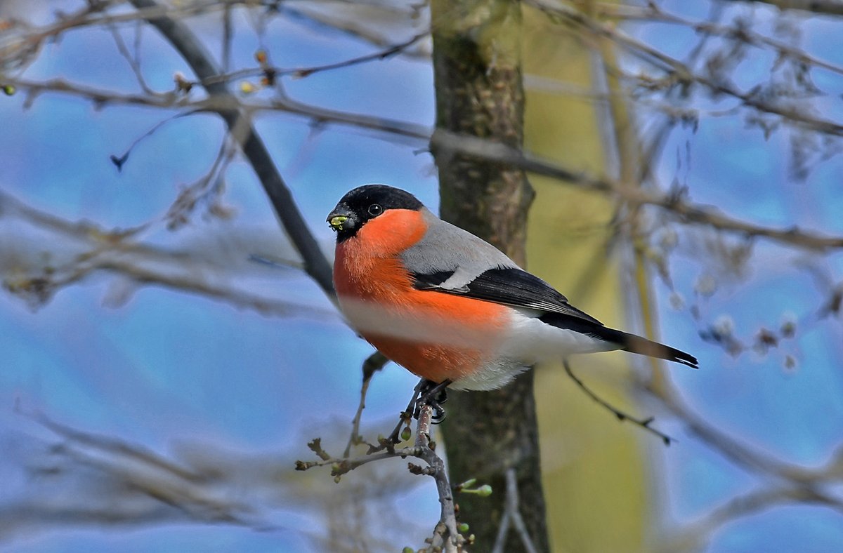 HeijdenJozef's tweet photo. Goudvinken nabij de Groote Beerze in Netersel
Als je in de winter of lente #Goudvinken ziet, krijg je het helemaal warm. Het zijn vogels die hun naam dik waard zijn. #Beekdal_Groote_Beerze #Netersel
@BoswachterFrans @Brab_Landschap @waarneming @vogelnieuws @Sovon https://t.co/vbdCcJgBz2