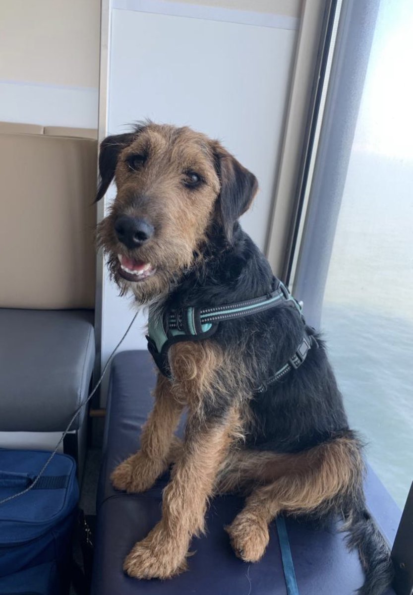 Hunt13Carol's tweet photo. @POferriesupdate Rufus totally enjoying the journey in your Pet Lounge. 😊 https://t.co/U4bIesNC75