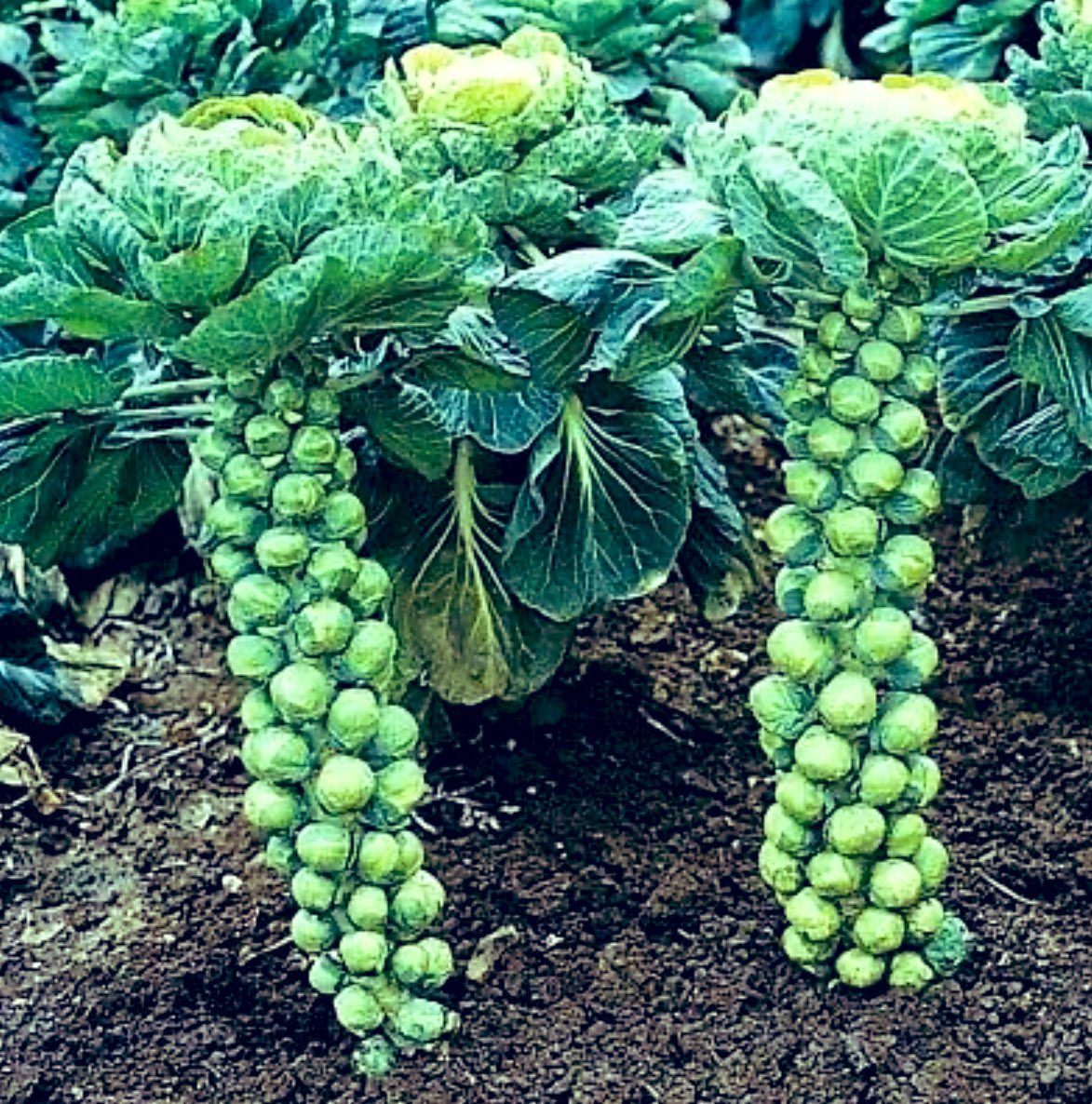 Author Benjamin Ryan tweet media