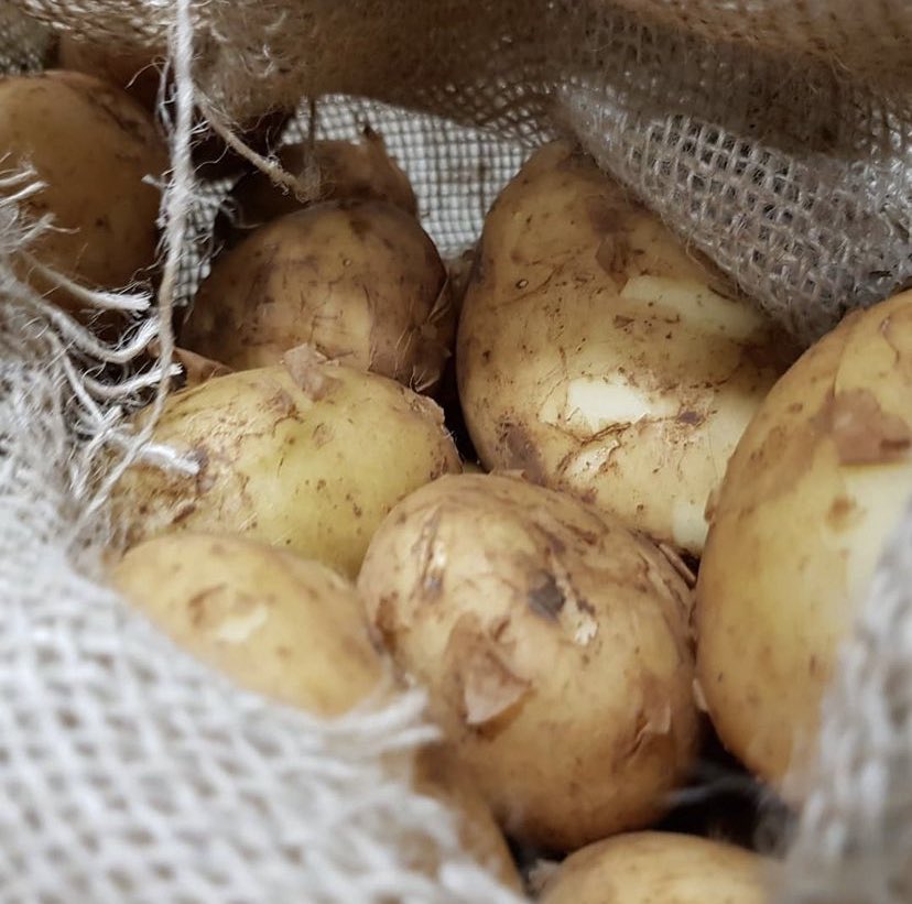 MateuExport's tweet photo. In season!!!!! #Mallorca #newpotatoes  😎 https://t.co/V36y9XMfwm