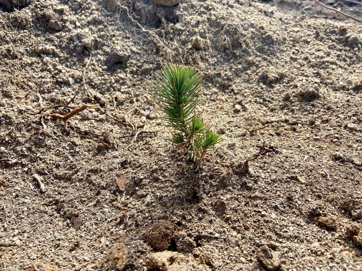 elhoyodepinares's tweet photo. 🌳 #DíaMundialdelÁrbol 🌳 La #JCyL ya ha #reforestado más de 50 hectáreas en el Área Recreativa El Batán (Vuelta al #Pícnic).
🇪🇺 En Europa celebran este día con nuestro #PinoCastrejón.
✍️ “Entre dos pinos se encuentra una puerta hacia un mundo nuevo” (John Muir). https://t.co/uKqkdylrep