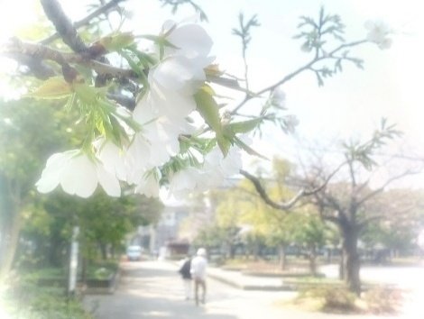 umigasuki50's tweet photo. 仲良さげな老夫婦に
咲き始めたソメイヨシノ🌸*･

羨ましい風景 𓂃◌𓈒𓐍

 #桜🌸
 #さくら🌸
 #ソメイヨシノ https://t.co/Nk78NOQUiy
