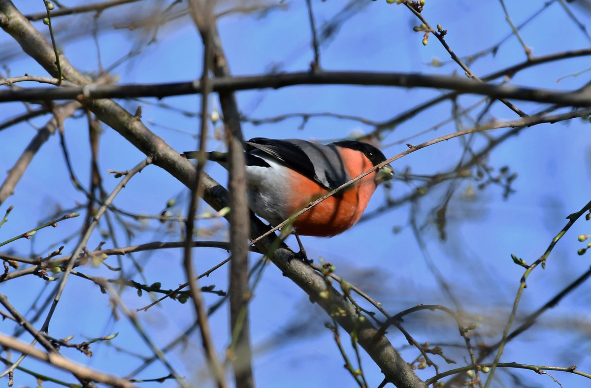 HeijdenJozef's tweet photo. Goudvinken nabij de Groote Beerze in Netersel
Als je in de winter of lente #Goudvinken ziet, krijg je het helemaal warm. Het zijn vogels die hun naam dik waard zijn. #Beekdal_Groote_Beerze #Netersel
@BoswachterFrans @Brab_Landschap @waarneming @vogelnieuws @Sovon https://t.co/vbdCcJgBz2