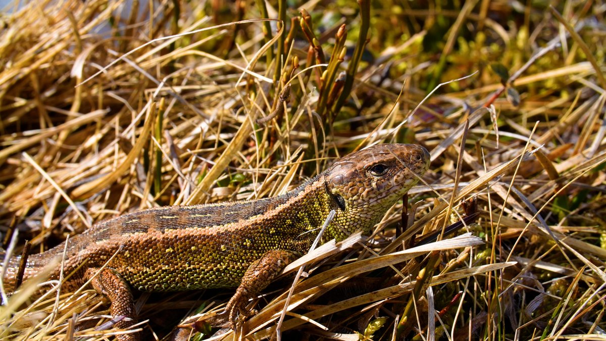 bluefrog_film's tweet photo. After months of frost and fasting, mild sunshine is surely a very special treat.
#sandlizards https://t.co/iPCdS6JLS2