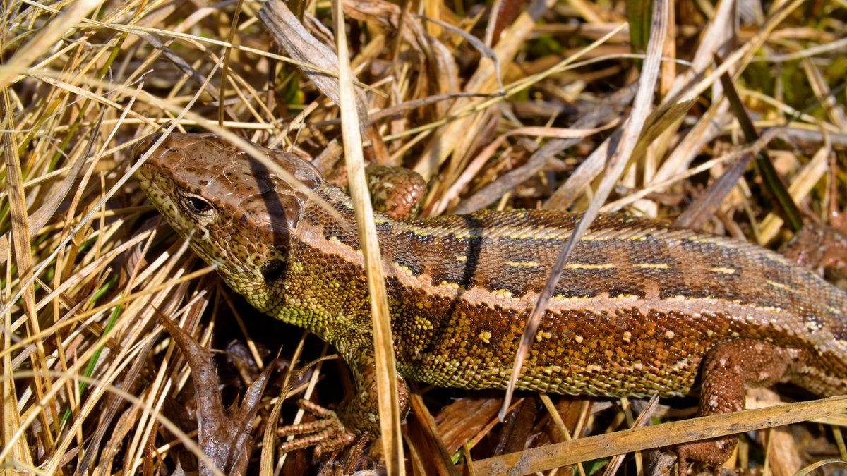 bluefrog_film's tweet photo. After months of frost and fasting, mild sunshine is surely a very special treat.
#sandlizards https://t.co/iPCdS6JLS2